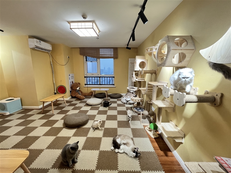 喵小喵·猫咖·宠物工作室的图标
